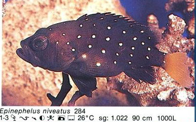 Epinephelus niveatus